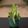 Begonia amphioxus Live Plant, Rare Polka Dot Begonia Tropical Houseplant - Image 1
