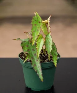 Begonia amphioxus Live Plant, Rare Polka Dot Begonia Tropical Houseplant - Image 1