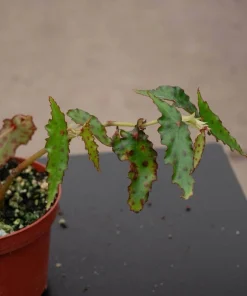 Begonia amphioxus Live Plant – Rare Terrarium Houseplant – Unique Foliage - Image 2
