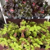 Begonia and Coleus Live Plant Set of 2 - Potted Indoor & Outdoor Garden Plants - Image 1