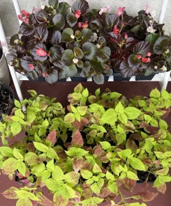 Begonia and Coleus Live Plant Set of 2 - Potted Indoor & Outdoor Garden Plants - Image 1