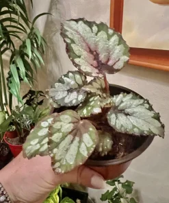 Begonia and Coleus Live Plants Duo – Potted Houseplants – Indoor - Image 11