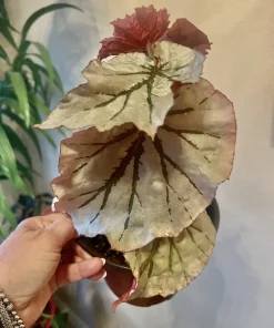 Begonia and Coleus Live Plants Duo – Potted Houseplants – Indoor - Image 14