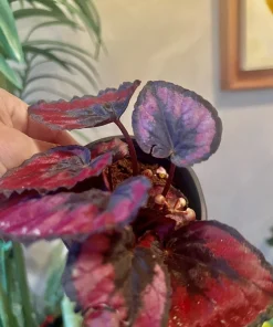 Begonia and Coleus Live Plants Duo – Potted Houseplants – Indoor - Image 17