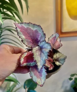 Begonia and Coleus Live Plants Duo – Potted Houseplants – Indoor - Image 18