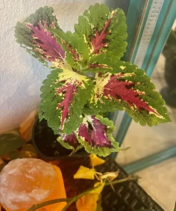 Begonia and Coleus Live Plants Duo – Potted Houseplants – Indoor - Image 20