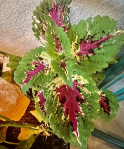 Begonia and Coleus Live Plants Duo – Potted Houseplants – Indoor - Image 21