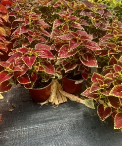 Begonia and Coleus Live Plants Duo – Potted Houseplants – Indoor - Image 5