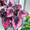 Begonia and Coleus Live Plants Duo – Potted Houseplants – Indoor - Image 1