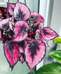Begonia and Coleus Live Plants Duo – Potted Houseplants – Indoor - Image 1