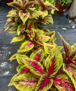 Begonia and Coleus Live Plants Duo – Potted Houseplants – Indoor - Image 9