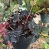 Begonia Black Live Plant - Potted Houseplant with Dark Foliage - Image 1