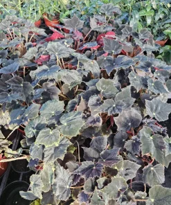 Begonia Black Velvet Live Plant - 4-Inch Pot, Fuzzy Leaf, Easy Indoor Plant - Image 2