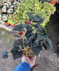 Begonia Black Velvet Live Plant - 4-Inch Pot, Fuzzy Leaf, Easy Indoor Plant - Image 3