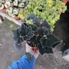 Begonia Black Velvet Live Plant - 4-Inch Pot, Fuzzy Leaf, Easy Indoor Plant - Image 1