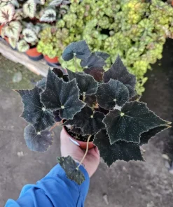Begonia Black Velvet Live Plant - 4-Inch Pot, Fuzzy Leaf, Easy Indoor Plant - Image 1
