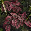 Begonia Brevirimosa Live Plant - Rare Pink Spotted Indoor Houseplant - Image 1