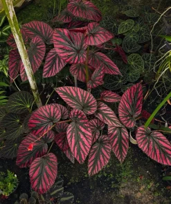 Begonia Brevirimosa Live Plant - Rare Pink Spotted Indoor Houseplant - Image 1