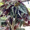 Begonia Cissus Discolor Live Plant - Rex Begonia Vine Houseplant - Image 1