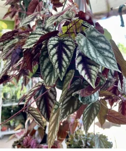 Begonia Cissus Discolor Live Plant - Rex Begonia Vine Houseplant - Image 1
