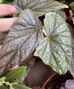 Begonia & Coleus Live Plant Collection – Medium Potted Houseplants – Indoor - Image 14