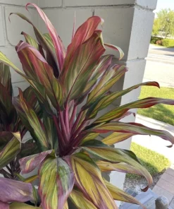 Begonia & Coleus Live Plant Collection – Medium Potted Houseplants – Indoor - Image 16