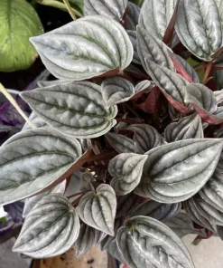 Begonia & Coleus Live Plant Collection – Medium Potted Houseplants – Indoor - Image 17