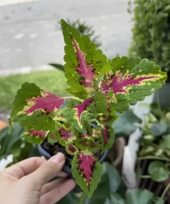 Begonia & Coleus Live Plant Collection – Medium Potted Houseplants – Indoor - Image 19