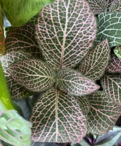 Begonia & Coleus Live Plant Collection – Medium Potted Houseplants – Indoor - Image 21