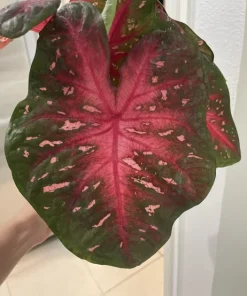 Begonia & Coleus Live Plant Collection – Medium Potted Houseplants – Indoor - Image 23