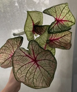 Begonia & Coleus Live Plant Collection – Medium Potted Houseplants – Indoor - Image 24