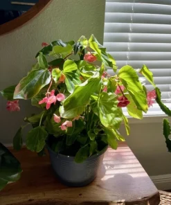 Begonia & Coleus Live Plant Collection – Medium Potted Houseplants – Indoor - Image 6