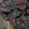 Begonia & Coleus Live Plant Collection – Medium Potted Houseplants – Indoor - Image 1