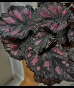 Begonia & Coleus Live Plant Collection – Medium Potted Houseplants – Indoor - Image 1