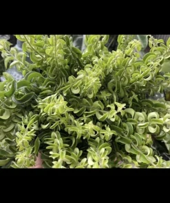 Begonia & Coleus Live Plant Collection – Medium Potted Houseplants – Indoor - Image 9