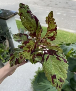 Begonia & Coleus Live Plant Duo - Potted Houseplants, Medium Size, Indoor - Image 18