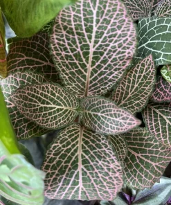 Begonia & Coleus Live Plant Duo - Potted Houseplants, Medium Size, Indoor - Image 21