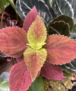 Begonia & Coleus Live Plant Duo - Potted Houseplants, Medium Size, Indoor - Image 22