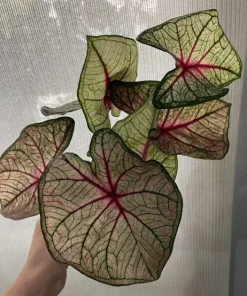 Begonia & Coleus Live Plant Duo - Potted Houseplants, Medium Size, Indoor - Image 24