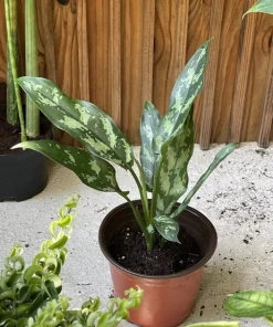 Begonia & Coleus Live Plant Duo - Potted Houseplants, Medium Size, Indoor - Image 5