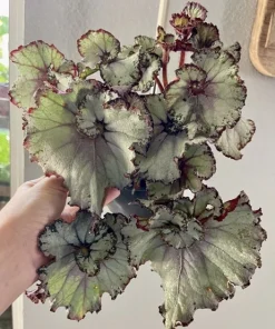 Begonia & Coleus Live Plant Duo - Potted Houseplants, Medium Size, Indoor - Image 7