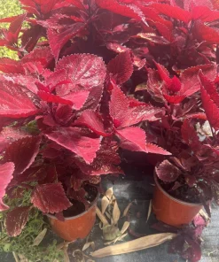 Begonia & Coleus Live Plants – Potted Houseplant Set – Colorful Foliage – Indoor - Image 10