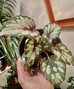 Begonia & Coleus Live Plants – Potted Houseplant Set – Colorful Foliage – Indoor - Image 12