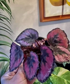 Begonia & Coleus Live Plants – Potted Houseplant Set – Colorful Foliage – Indoor - Image 13