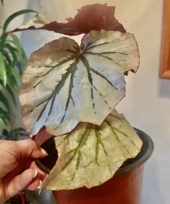 Begonia & Coleus Live Plants – Potted Houseplant Set – Colorful Foliage – Indoor - Image 15
