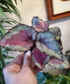 Begonia & Coleus Live Plants – Potted Houseplant Set – Colorful Foliage – Indoor - Image 16