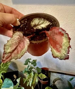 Begonia & Coleus Live Plants – Potted Houseplant Set – Colorful Foliage – Indoor - Image 19