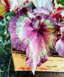 Begonia & Coleus Live Plants – Potted Houseplant Set – Colorful Foliage – Indoor - Image 2