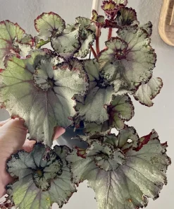 Begonia & Coleus Live Plants – Potted Houseplant Set – Colorful Foliage – Indoor - Image 3