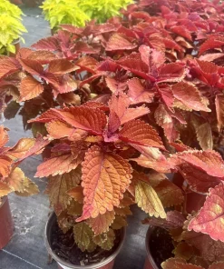 Begonia & Coleus Live Plants – Potted Houseplant Set – Colorful Foliage – Indoor - Image 4